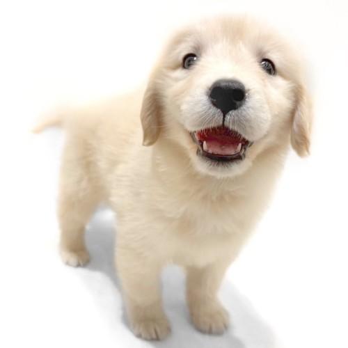 animal_image