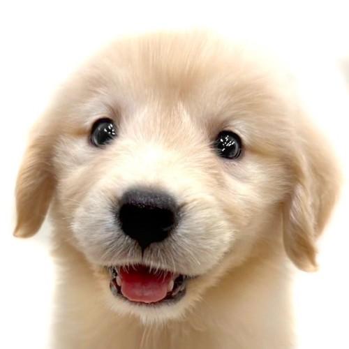 animal_image