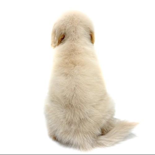 animal_image