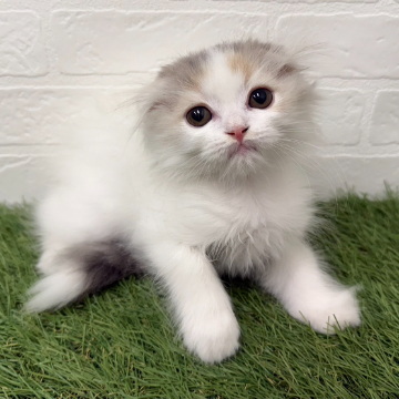 animal_image