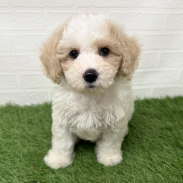 animal_image