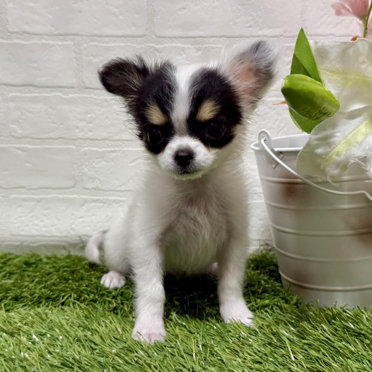 animal_image
