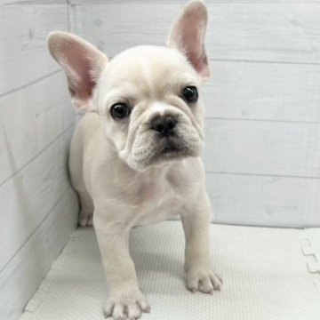 animal_image