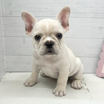 animal_image