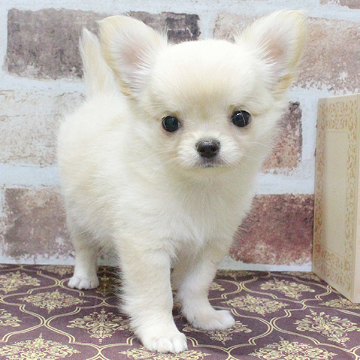 animal_image