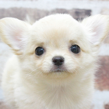 animal_image