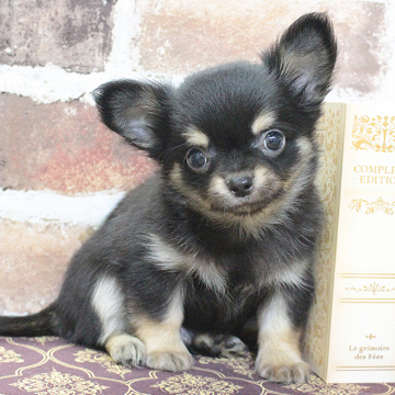 animal_image