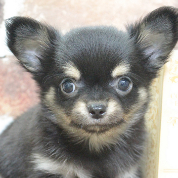 animal_image
