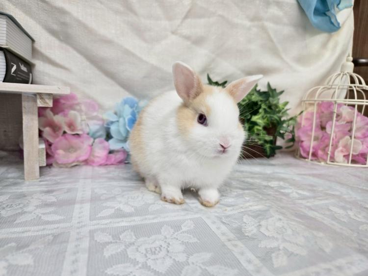 animal_image
