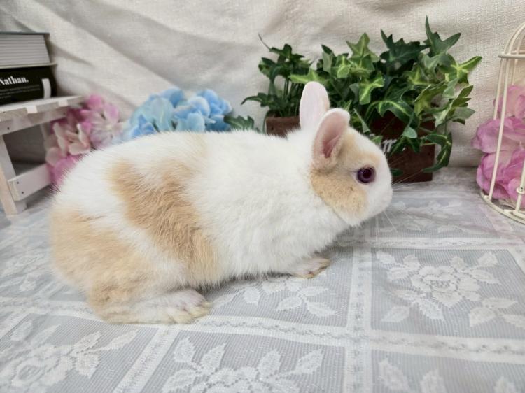 animal_image