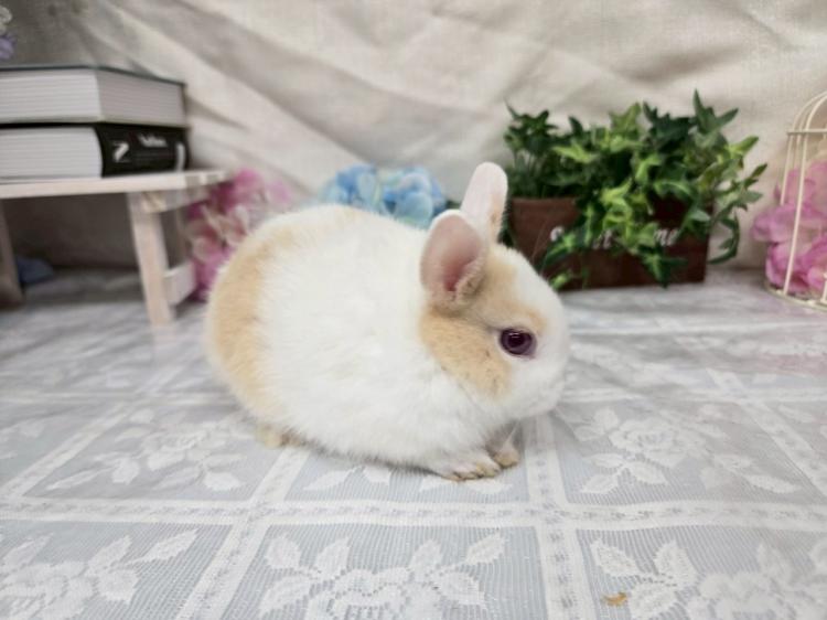 animal_image
