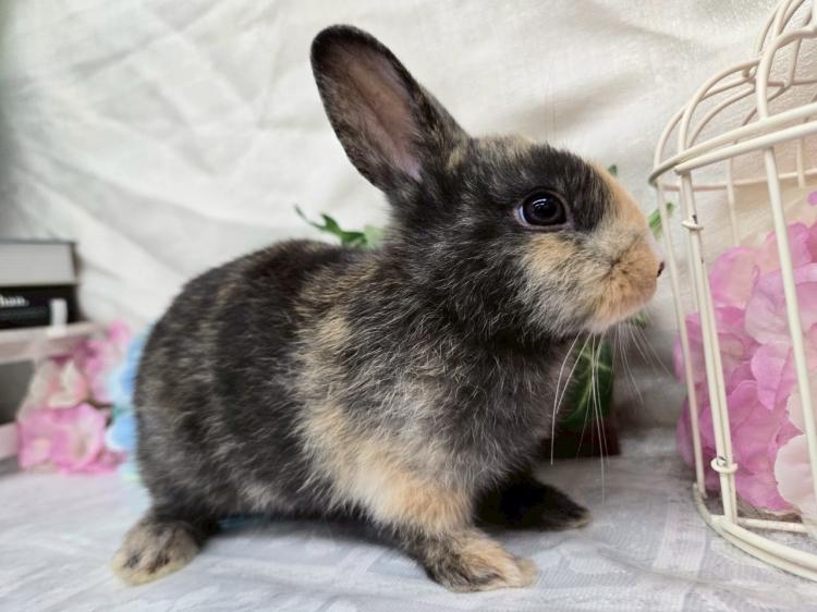 animal_image