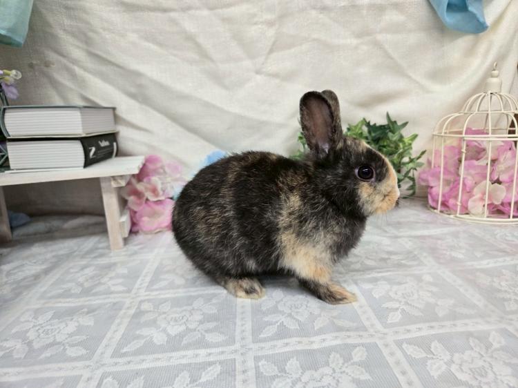 animal_image