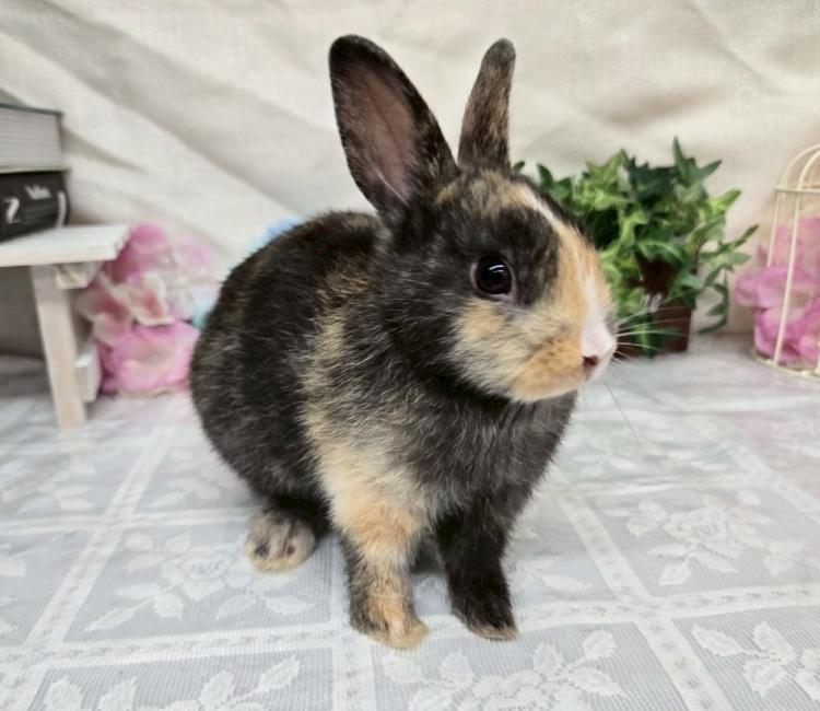 animal_image
