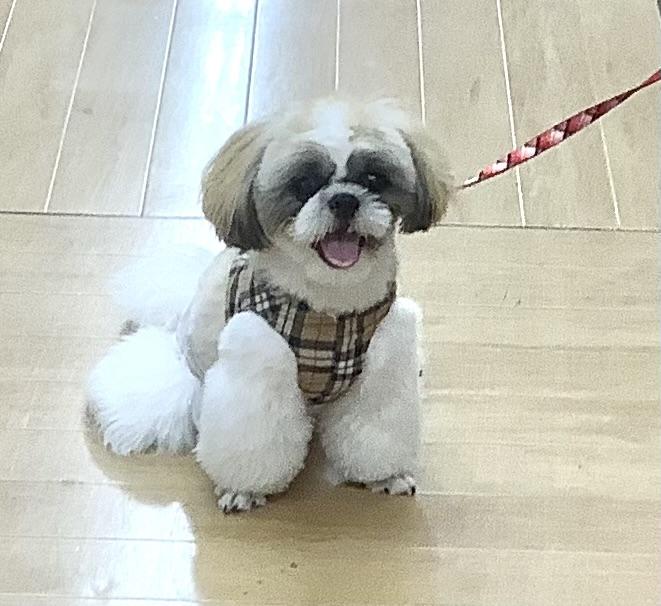 animal_image