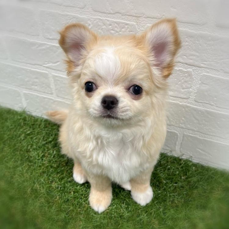 animal_image