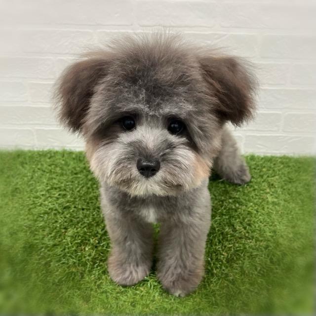 animal_image