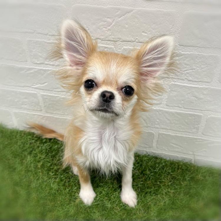 animal_image