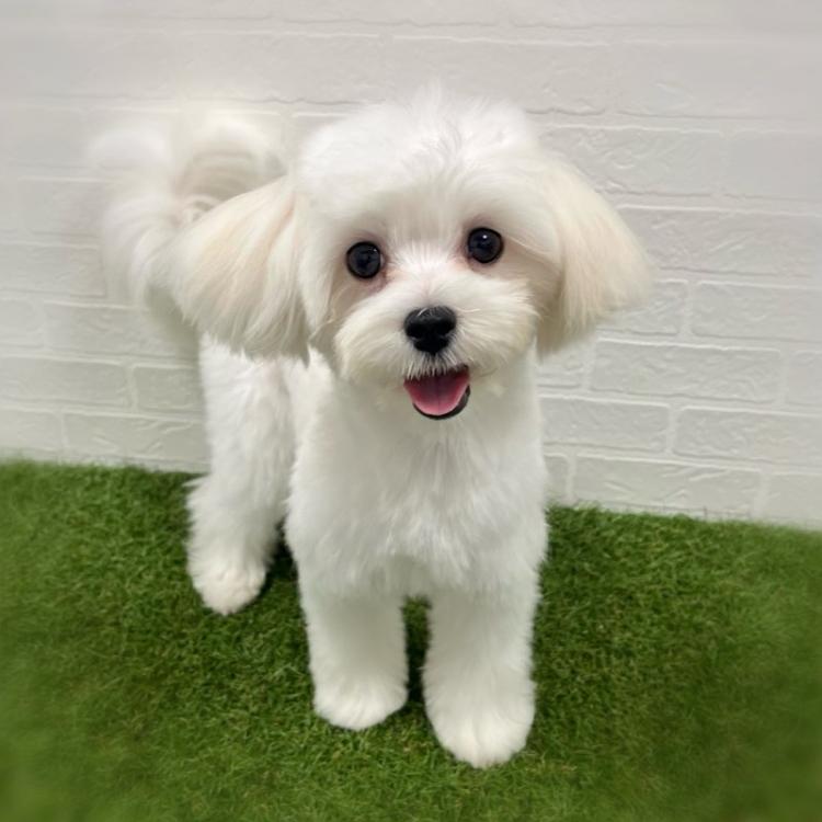 animal_image