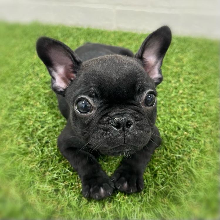 animal_image