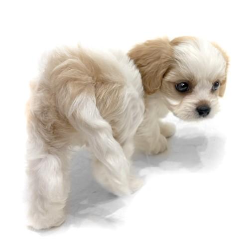 animal_image
