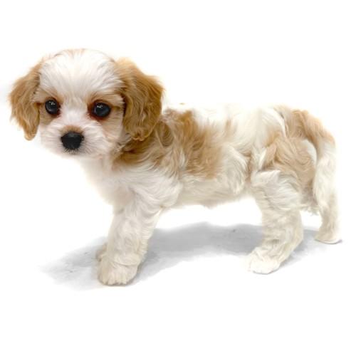 animal_image