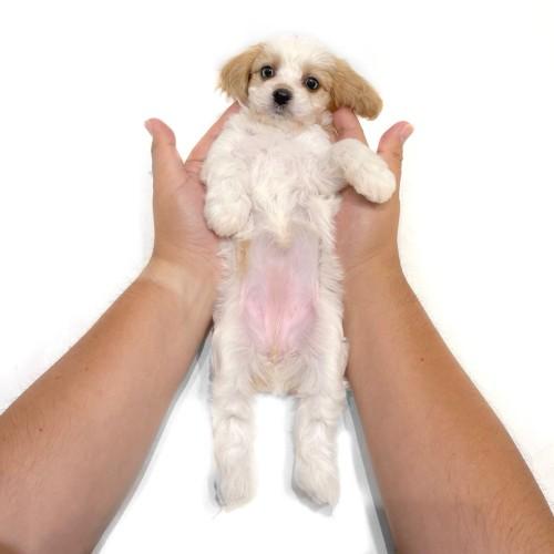 animal_image