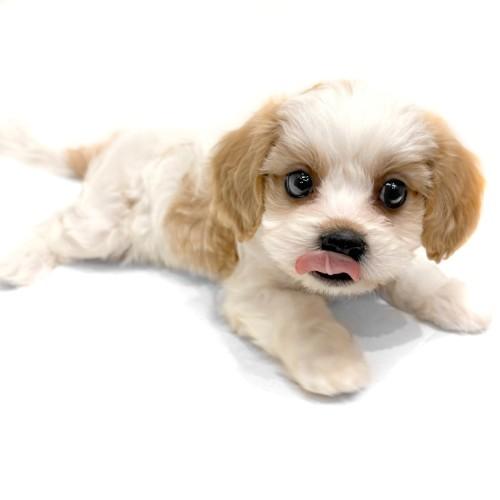 animal_image