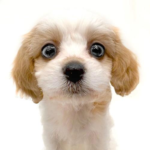animal_image