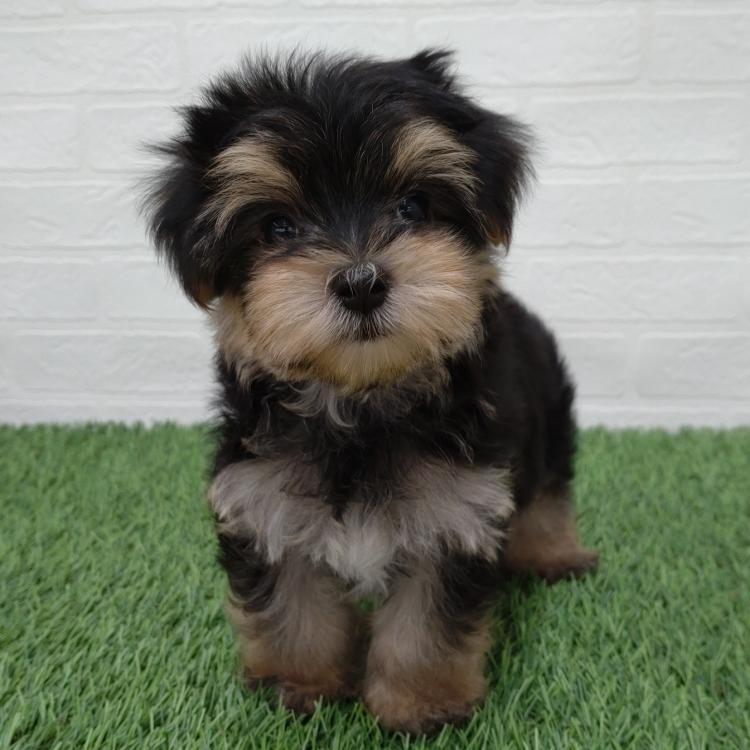 animal_image
