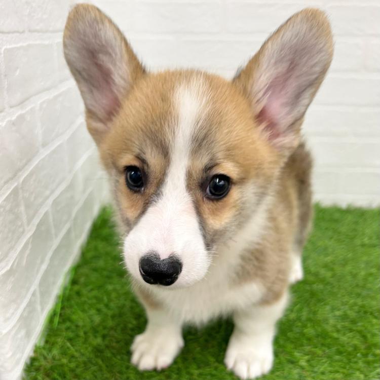 animal_image