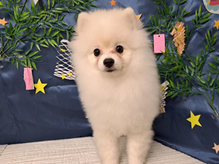 animal_image
