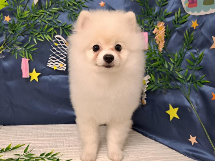 animal_image