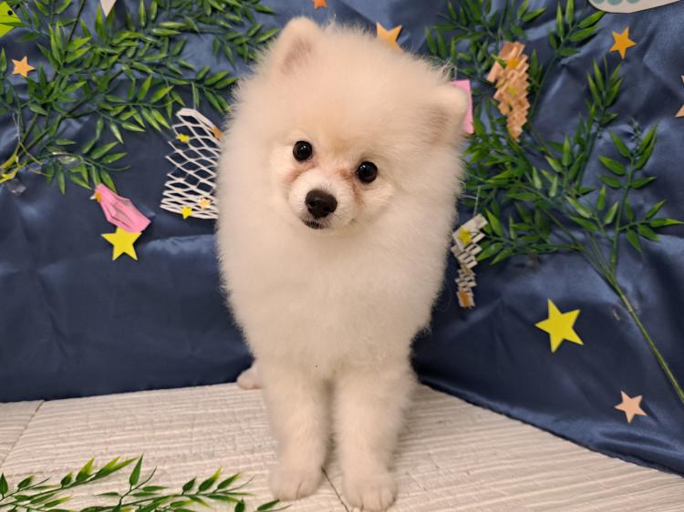 animal_image