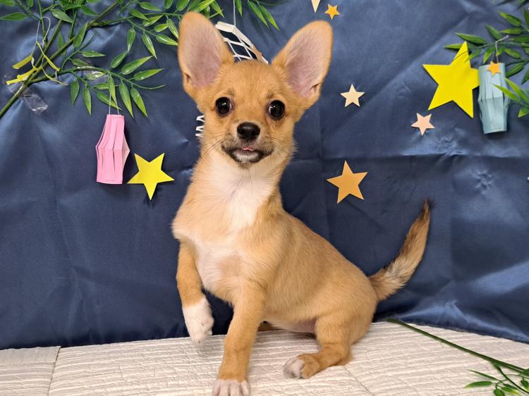 animal_image