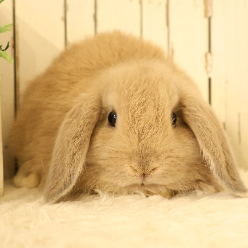 animal_image