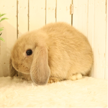 animal_image
