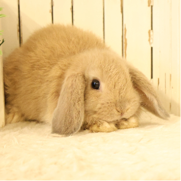 animal_image