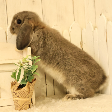 animal_image