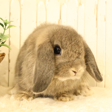 animal_image