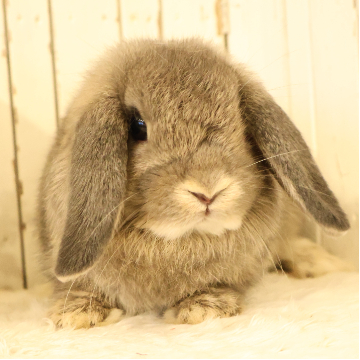 animal_image