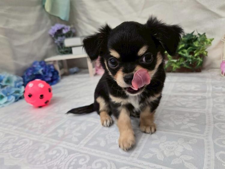 animal_image