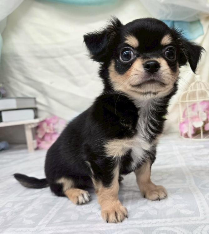 animal_image