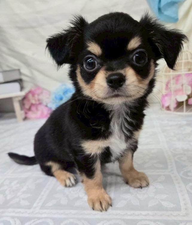 animal_image