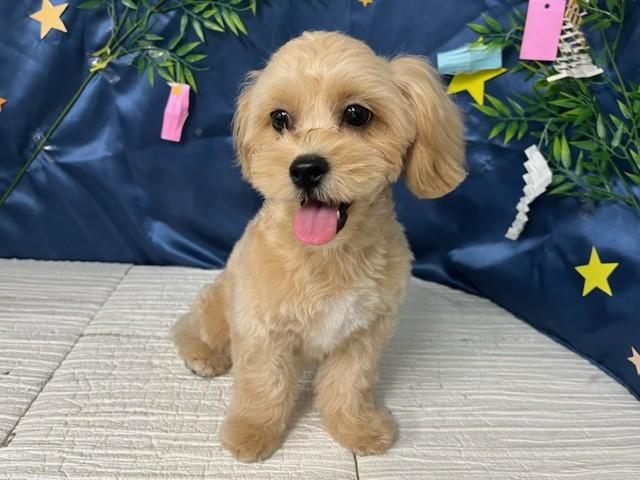 animal_image