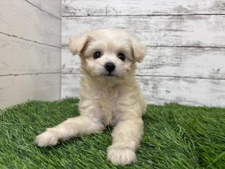 animal_image