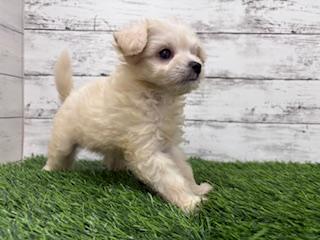 animal_image