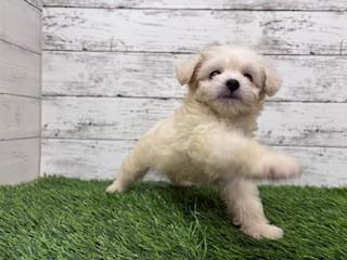 animal_image