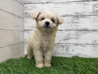 animal_image