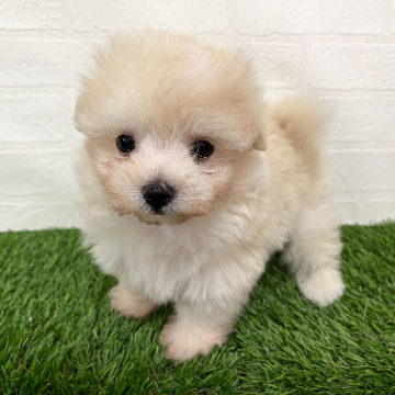 animal_image